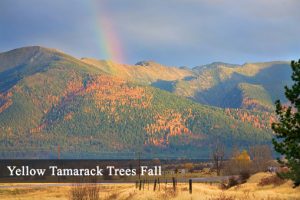 Tenant Screening Paid by Tenant Missoula MT
